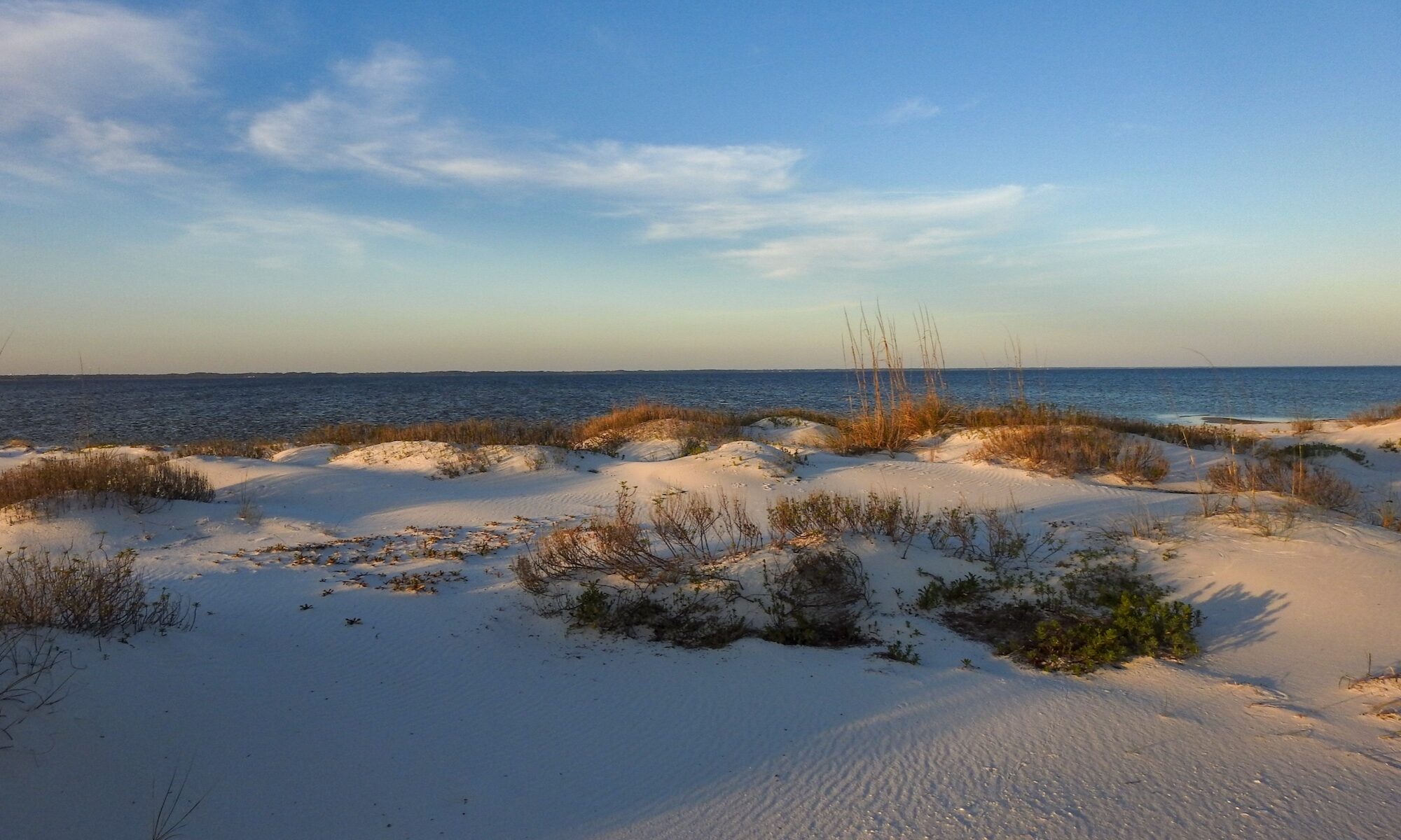 Young dunes and sea oats on Dog Island. Photo by J.S. Clark.
